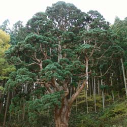 Cedar, Japanese